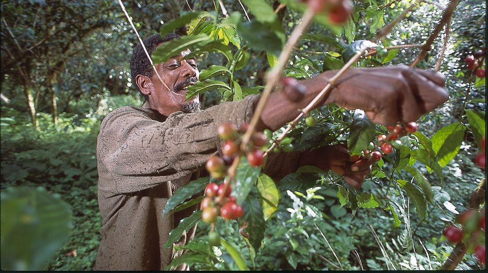 Äthiopien: Wie Wildkaffee Wald schützt
