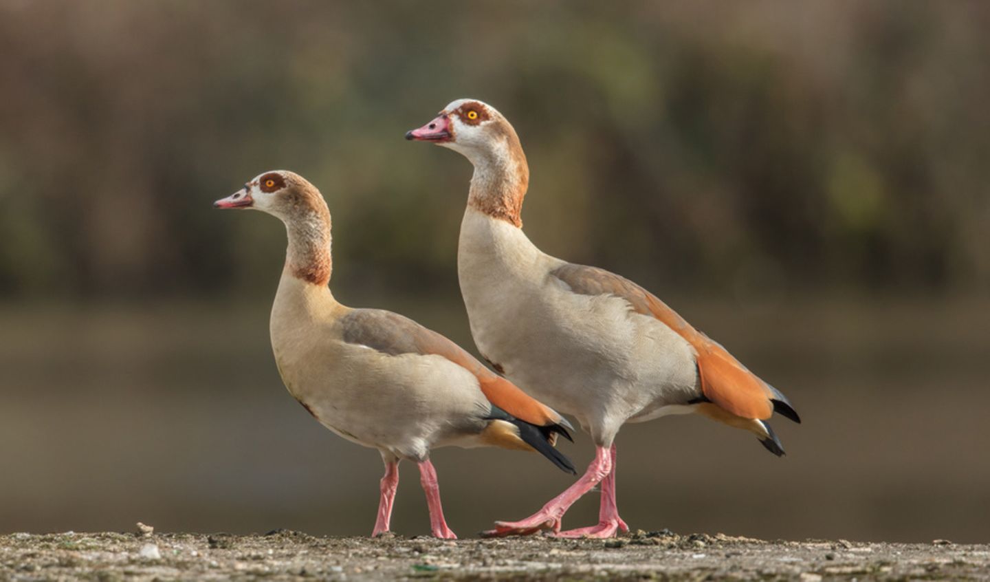 Nilgänse