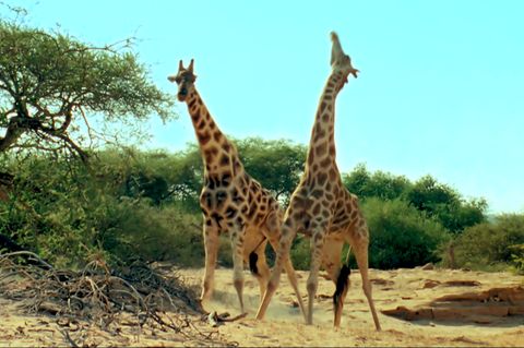 Giraffenkampf