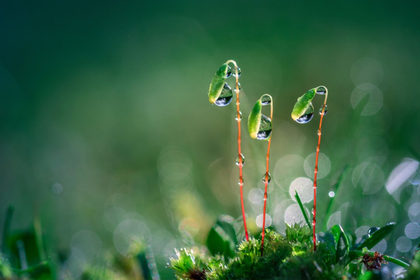 Mossy Haven Regentropfen