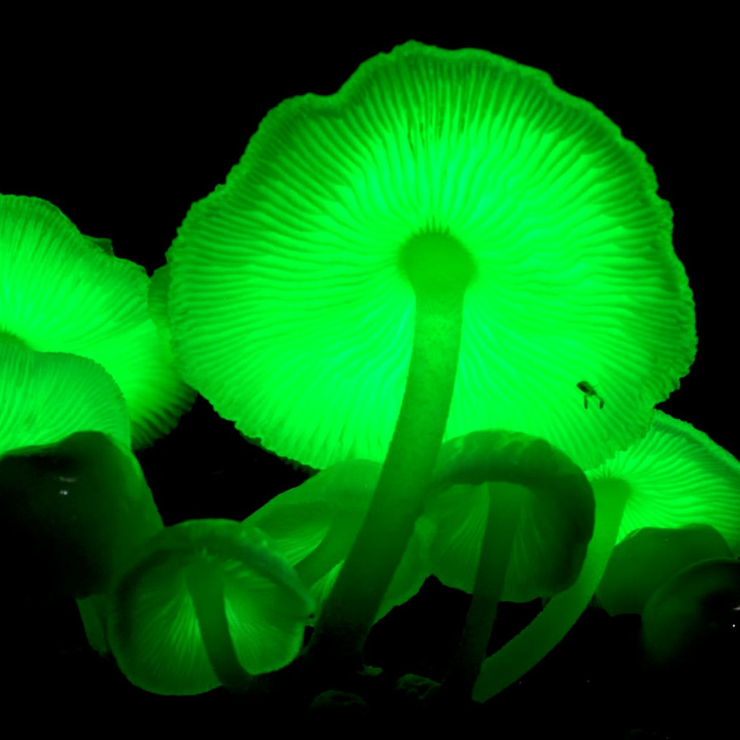 Biolumineszenz: So faszinierend leuchten Lebewesen im Dunkeln - [GEOLINO]