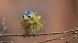 Blaumeise