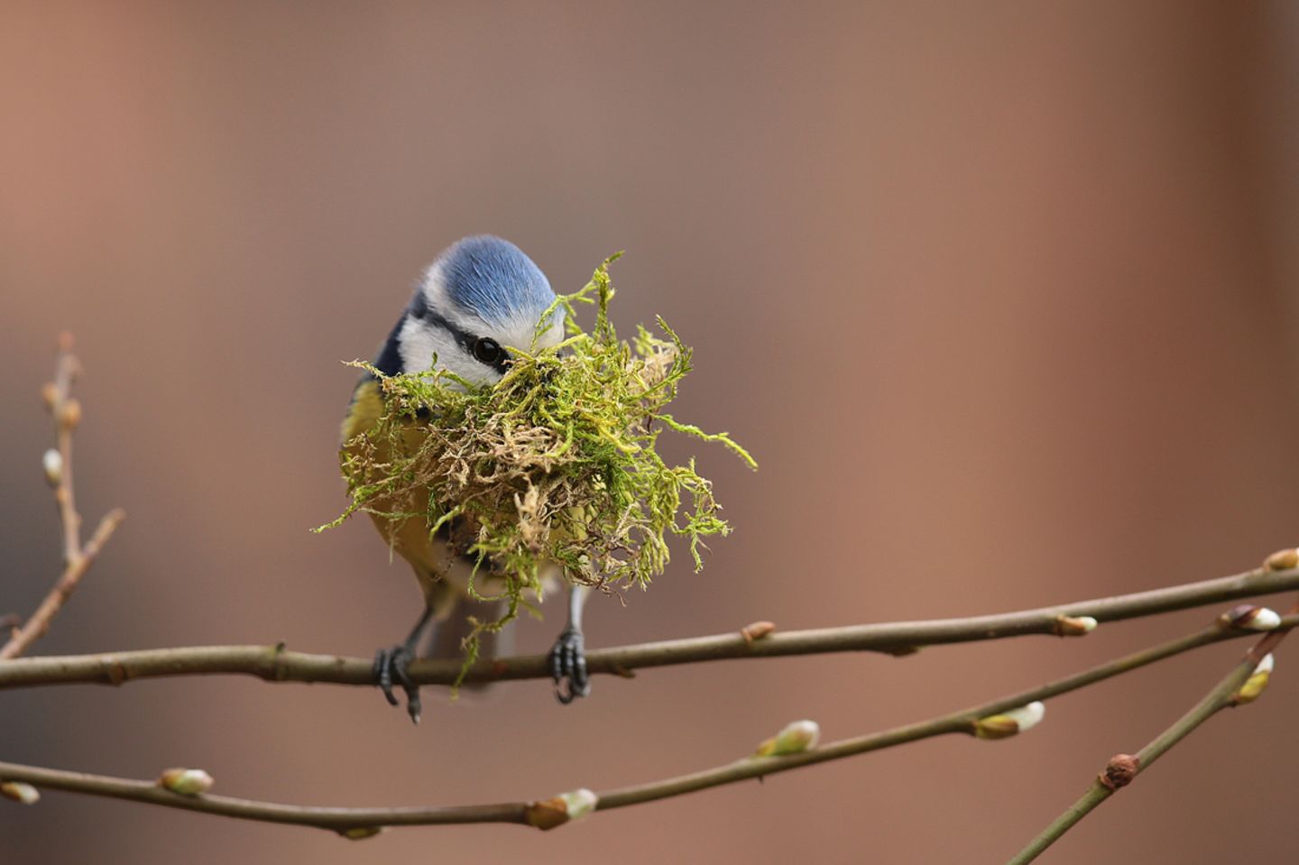 GEO Leserfoto: Die besten Leserfotos: April 2018 - Bild 4 Blaumeise
