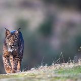 Padelluchs, Sierra de Andújar