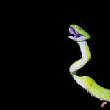 March´s Palmlanzenotter