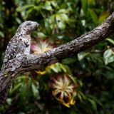 Großer Tagschläfer