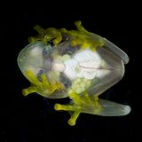 Fleischmann´s Glasfrosch: