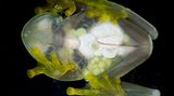 Fleischmann´s Glasfrosch: