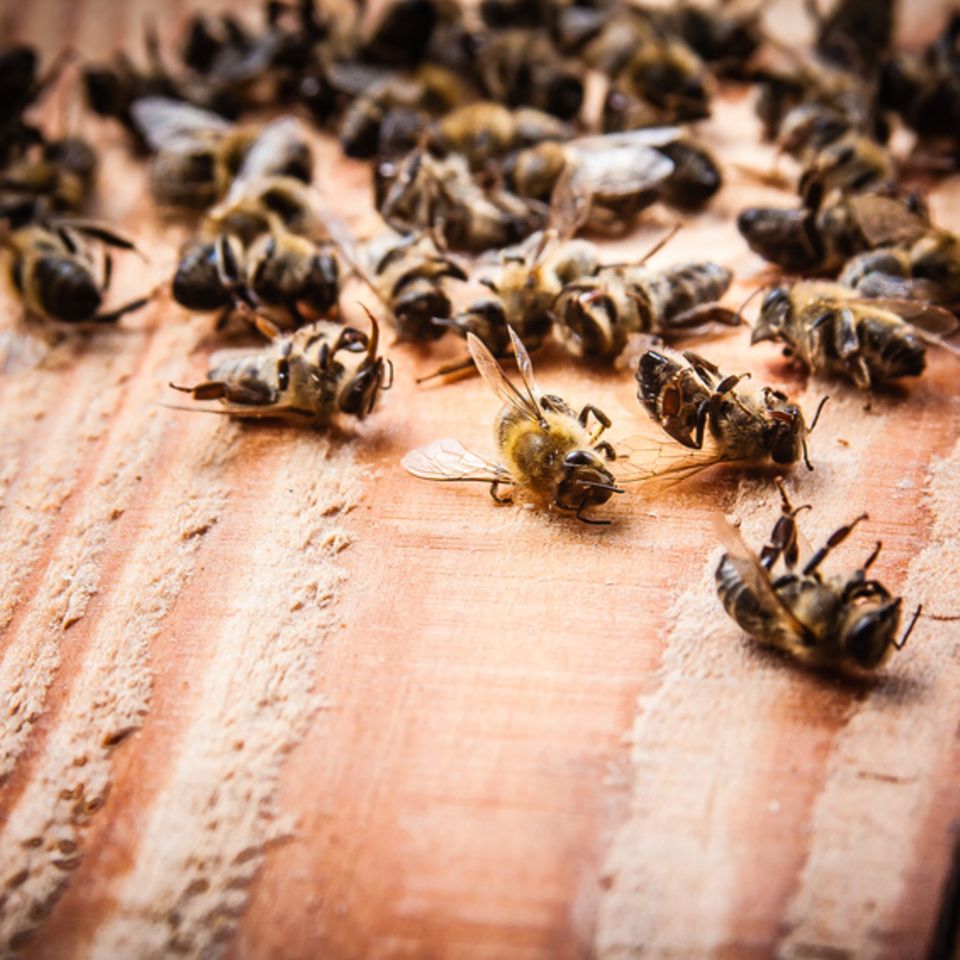 Insektensterben
