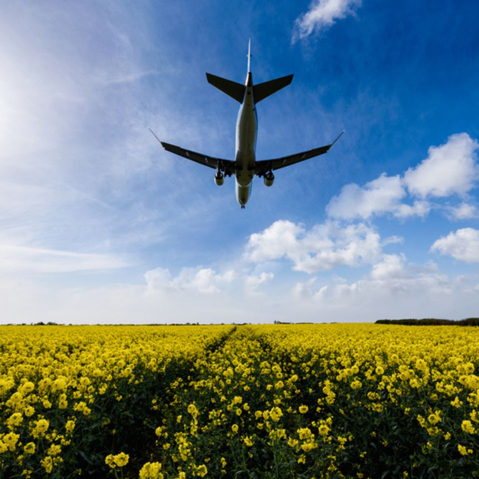 Landendes Flugzeug über Rapsfeld