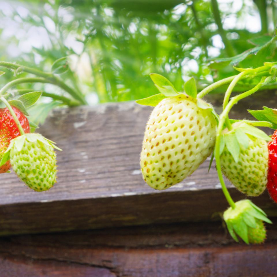Erdbeeren im Hochbeet