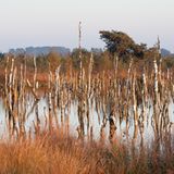 Morgenstimmung im Rehdener Gesstmoor