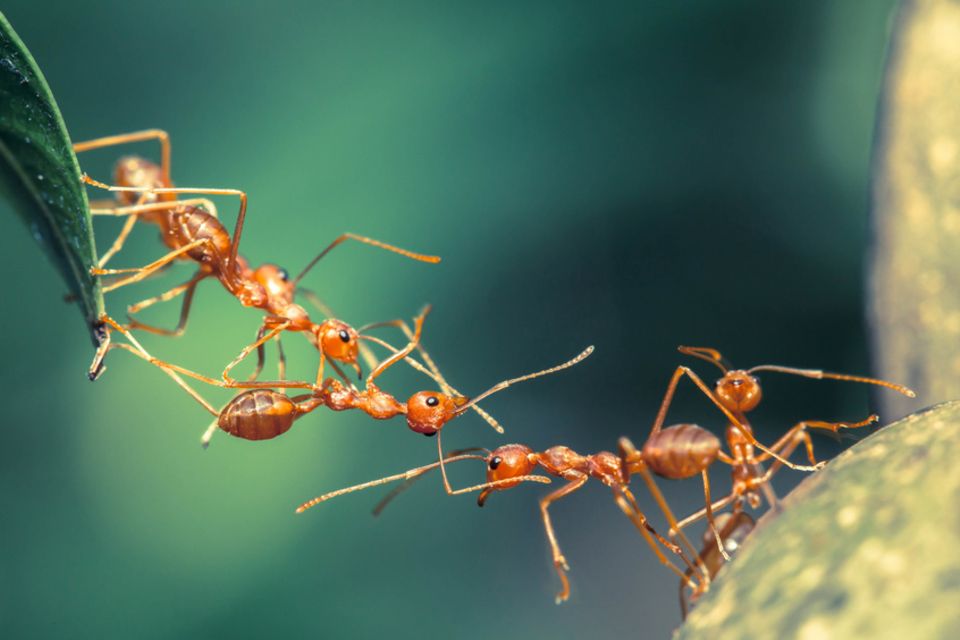 Ameisen bilden eine Brücke