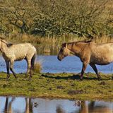 Konik, Geltinger Birk