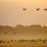 Nationalpark Vorpommersche Boddenlandschaft, Kraniche