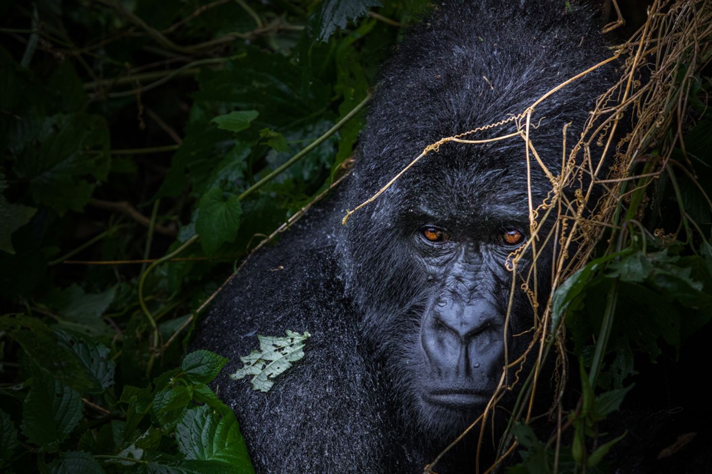 Virunga, Kongo