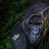 Virunga, Kongo