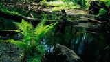 Bialowieza, Polen