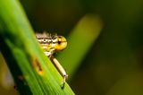 Libelle