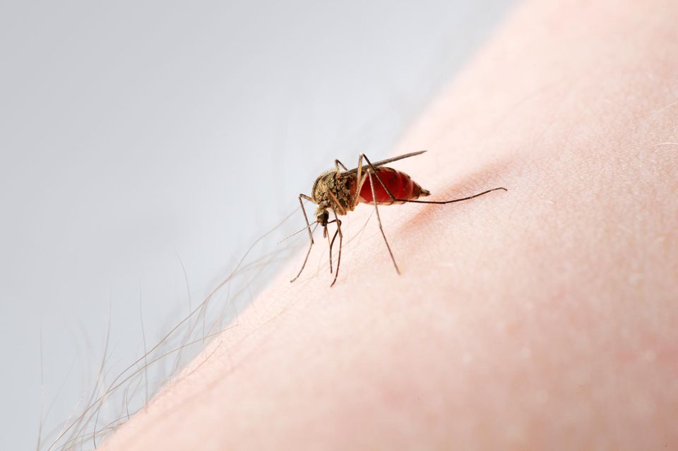 Darum stechen Mücken manche Menschen extra