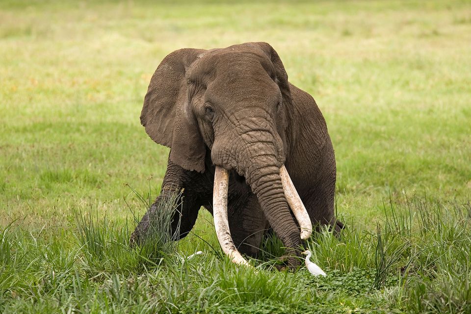 Elefante Ohne Stosszahne Geboren Geo