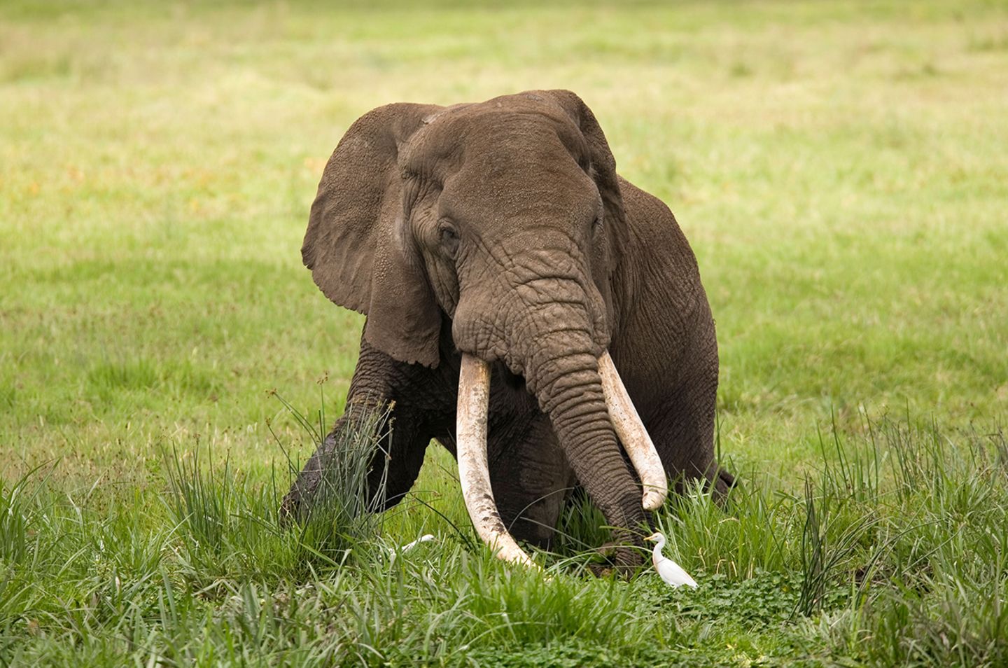 Elefant mit langen Stoßzähnen