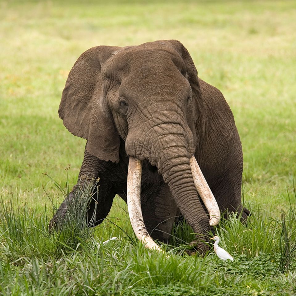 Elefant mit langen Stoßzähnen
