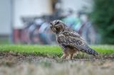 Eine Eule in Göttingen
