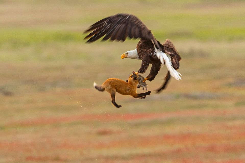 Adler und Fuchs kämpfen um Kaninchen