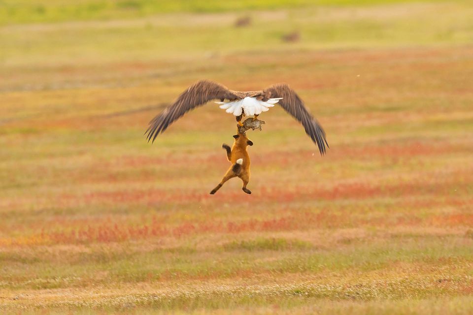 Adler und Fuchs kämpfen um Kaninchen
