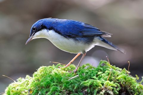 Blaunachtigall