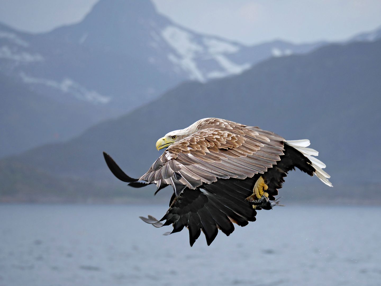 Seeadler