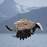 Seeadler