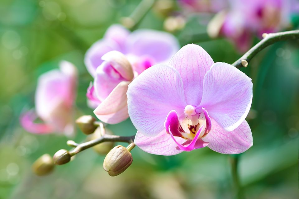 Pflanzenkunde für Anfänger: Einfach elegant: die Phalaenopsis