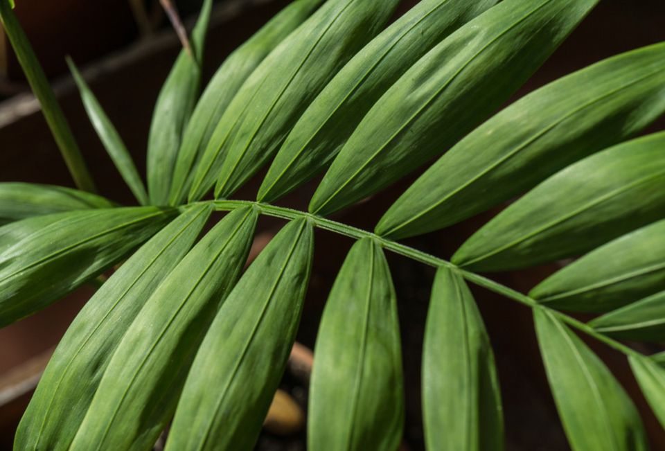 Pflanzenkunde für Anfänger: Sorgt für Exotik und reduziert Stress: die Kentiapalme Pflanzenkunde für Anfänger: Sorgt für Exotik und reduziert Stress: die Kentiapalme