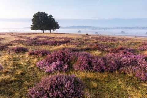 Lüneburger Heide