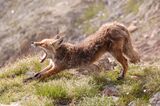 Ein Fuchs nähe Triffthütte Schweiz