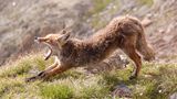 Ein Fuchs nähe Triffthütte Schweiz