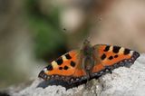 GEO - Tag der Natur