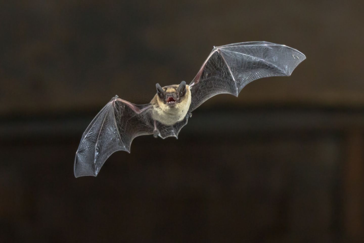 Zwergfledermaus