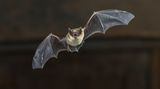 Zwergfledermaus