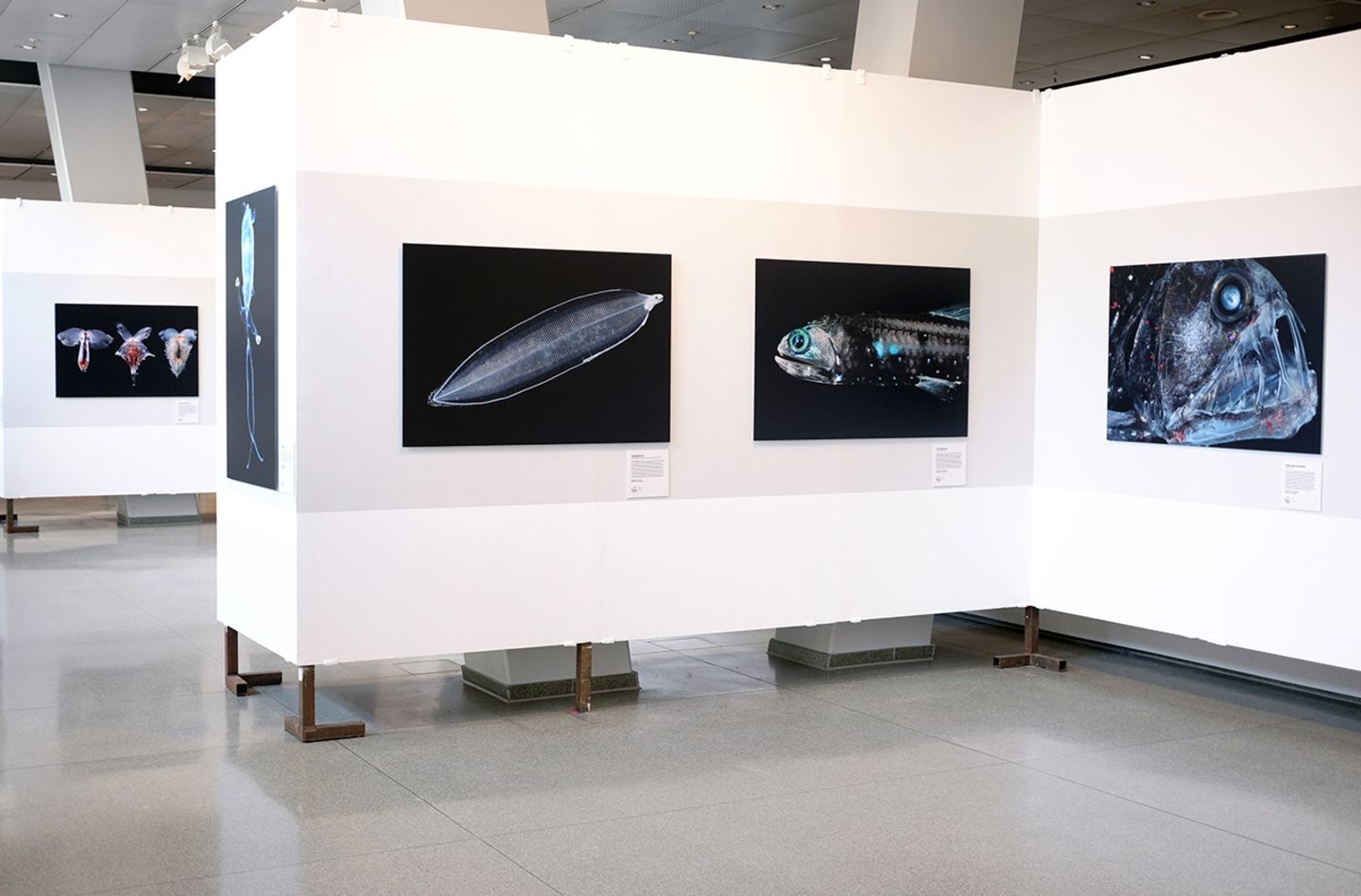 Tiefsee-Ausstellung am Baumwall GEO - Tag der Natur