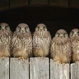 Turmfalkennachwuchs 2018