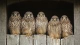 Turmfalkennachwuchs 2018
