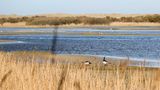 Kroon's Polders, Niederlande