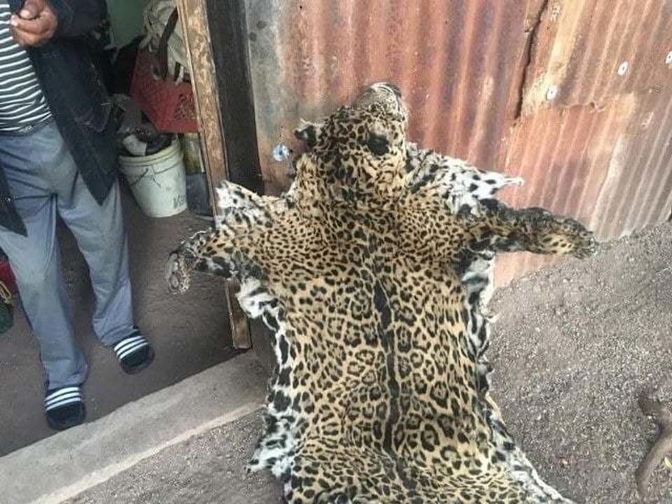 Das Fell des Jaguars Yoko