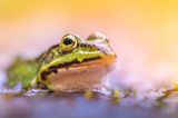 elophylax Esculentus