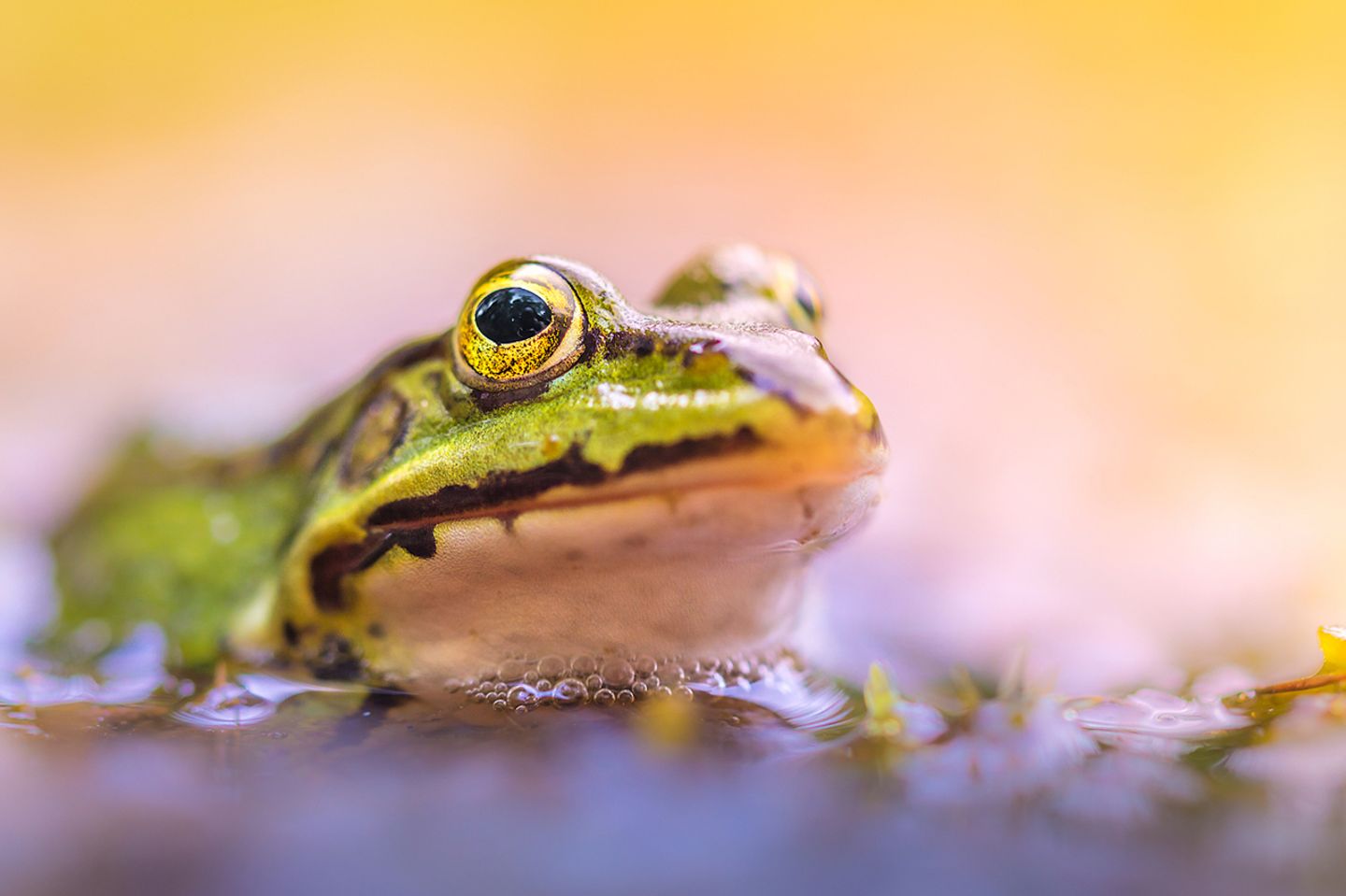elophylax Esculentus