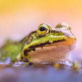 elophylax Esculentus