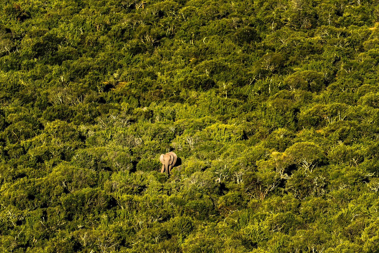 Elefant im Addo National Park, Südafrika